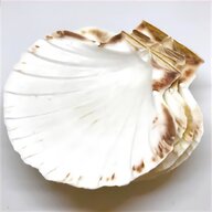 scallop shells for sale