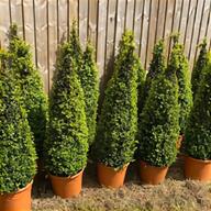 real topiary tree for sale