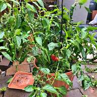 chilli plant for sale