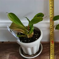 nepenthes for sale