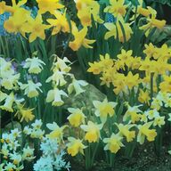 daffodil bulbs for sale