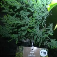 evergreen plants for sale