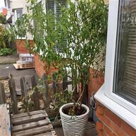 willow cuttings for sale