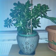 jade bonsai for sale
