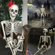 human skeleton for sale