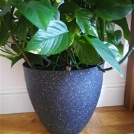 ceramic plant pots for sale