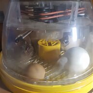 welsummer hatching eggs for sale