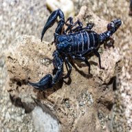 black scorpion for sale