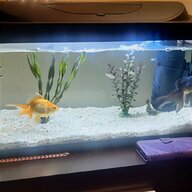 large goldfish for sale