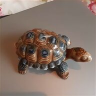 wade tortoise for sale