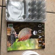 quail bird for sale