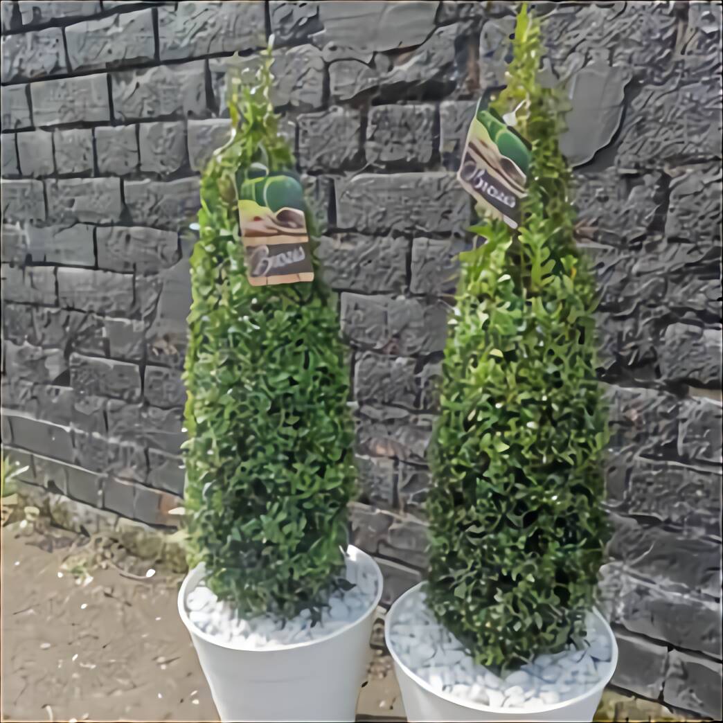 Real Topiary Tree for sale in UK | View 23 bargains