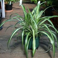 conservatory plants for sale