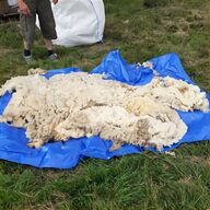 suffolk sheep for sale