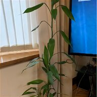 large bamboo plants for sale