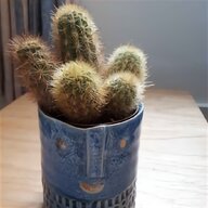 cactus ceramic pot for sale