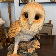 barn owl for sale