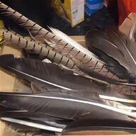feather quill for sale