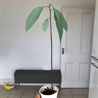 avocado tree for sale