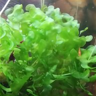 water snails for sale