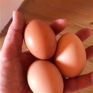 egg laying hens for sale