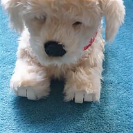 puppy teddy for sale