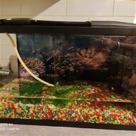red tail catfish for sale