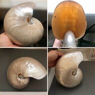 pearl nautilus shell for sale