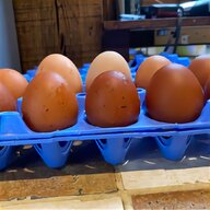leghorn hatching eggs for sale