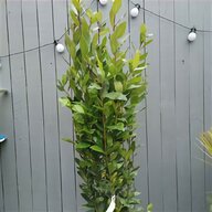hardy bamboo for sale