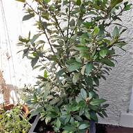 bay tree for sale