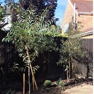 screening bamboo for sale