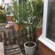willow tree cuttings for sale