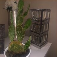 large cactus for sale