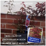 japanese cherry tree for sale