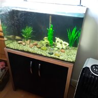 tropical fish for sale