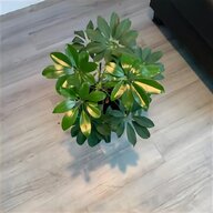 standard fuchsia plant for sale