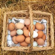 egg trays for sale