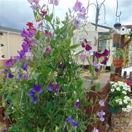 sweet pea plant for sale
