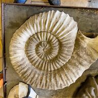 large ammonite for sale