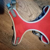 red staffy harness for sale