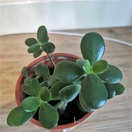 jade plant for sale