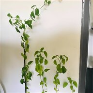 chilli plant for sale