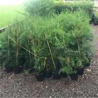 ornamental pine trees for sale