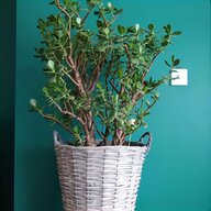 basket willow for sale