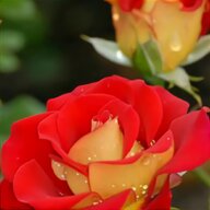 eden rose for sale