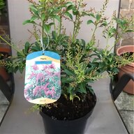 passion plants for sale