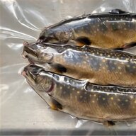 brook trout for sale