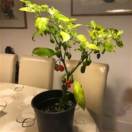 basil plant for sale