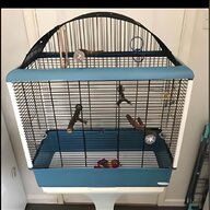white budgie for sale